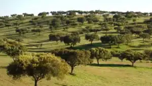 EDP solar project requires felling of hundreds of holm and cork oaks