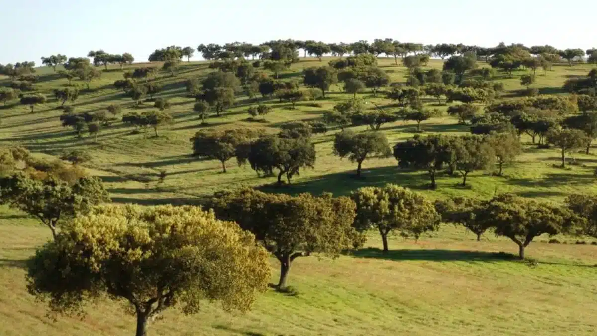 EDP solar project requires felling of hundreds of holm and cork oaks|EDP solar project requires felling of hundreds of holm and cork oaks