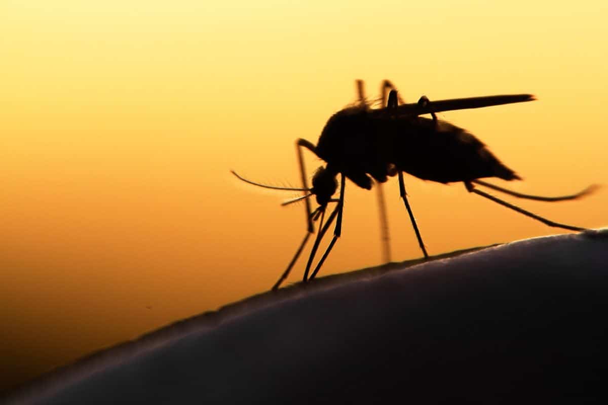 mosquito.jpg