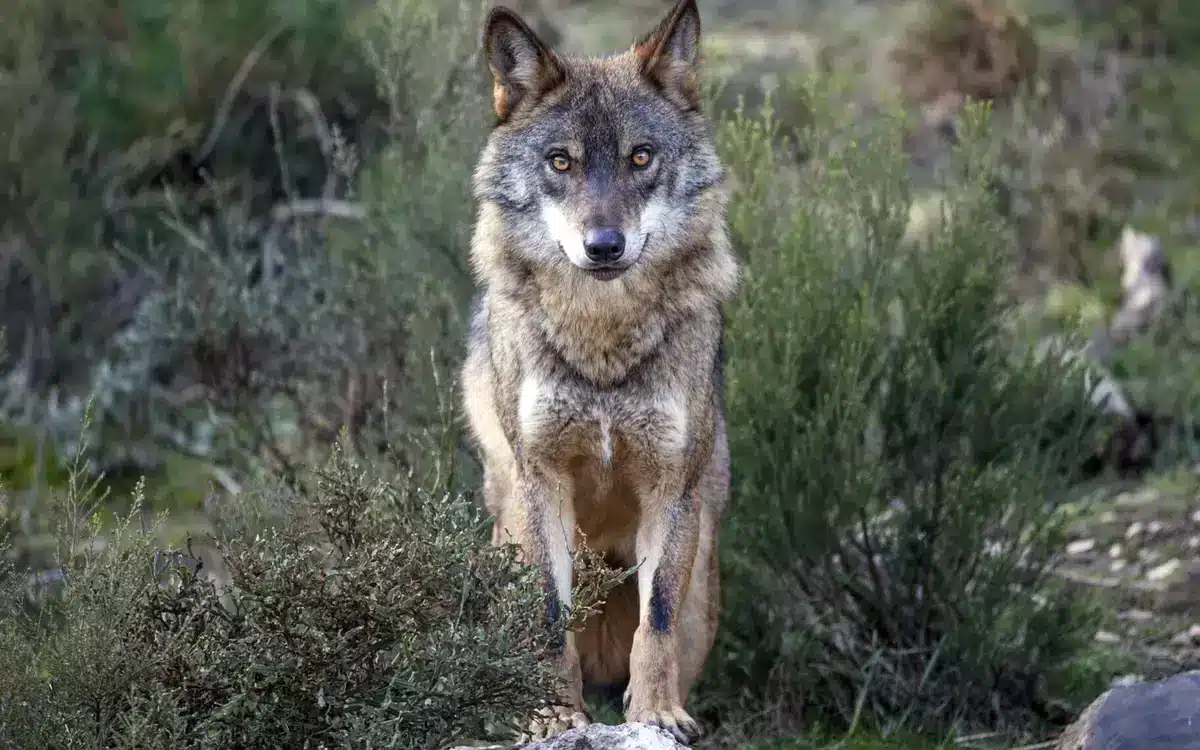 One of the most important details to understand about wolves is that they will never seek confrontation with Man. Image: Daniel Allen/ Rewilding Europe