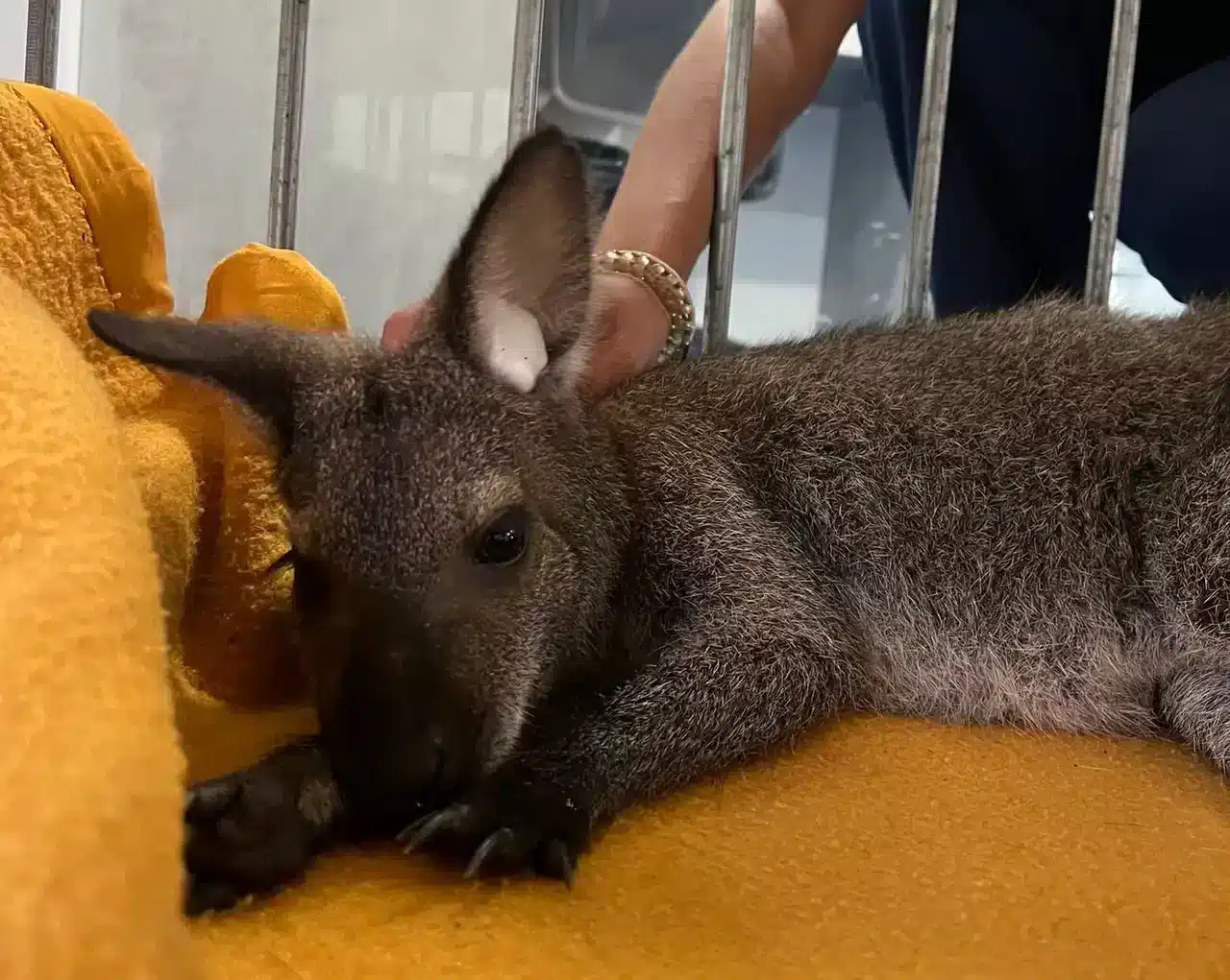 Wallaby captured in Almada