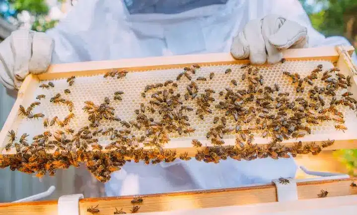 Bees