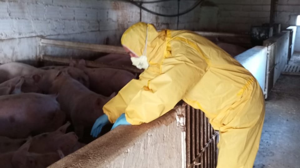 GNR police "apprehend 345 pigs”