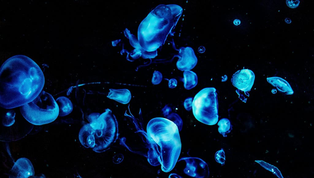 medusas