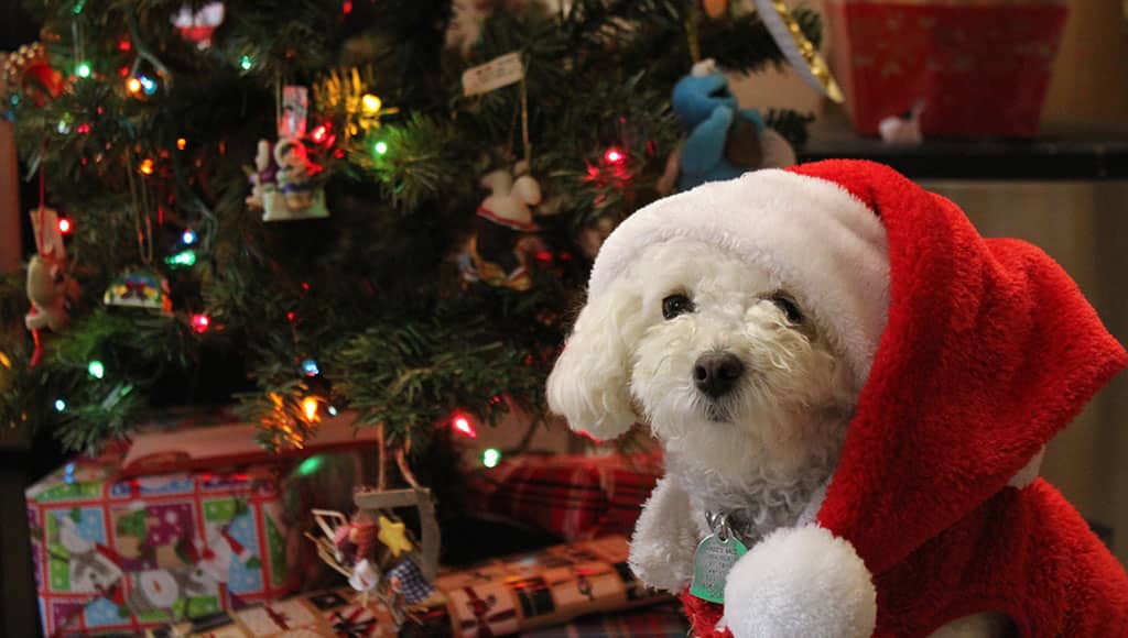 dog with Christmas hat