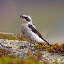 northern_wheatear.jpg