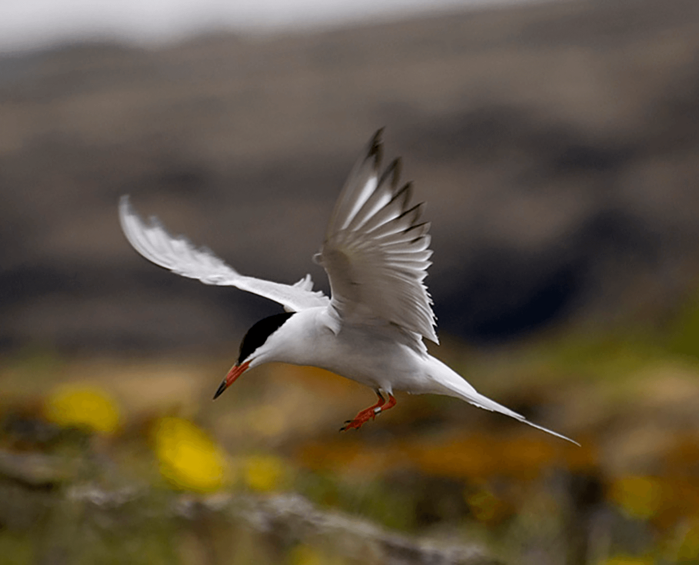 bird flying