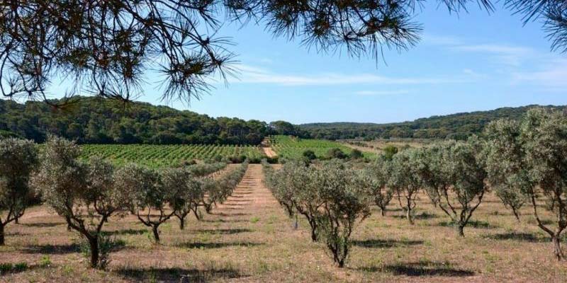 Intensive olive plantations “unite environmentalists” in 2019