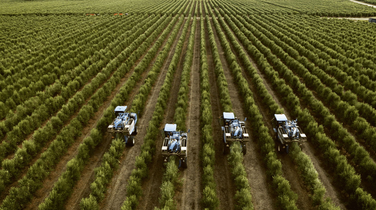 Intensive monocultures can be found throughout the Alentejo|Ana Paula Martins: Image - António Pedro Santos/ Lusa|Intensive monocultures can be found throughout the Alentejo