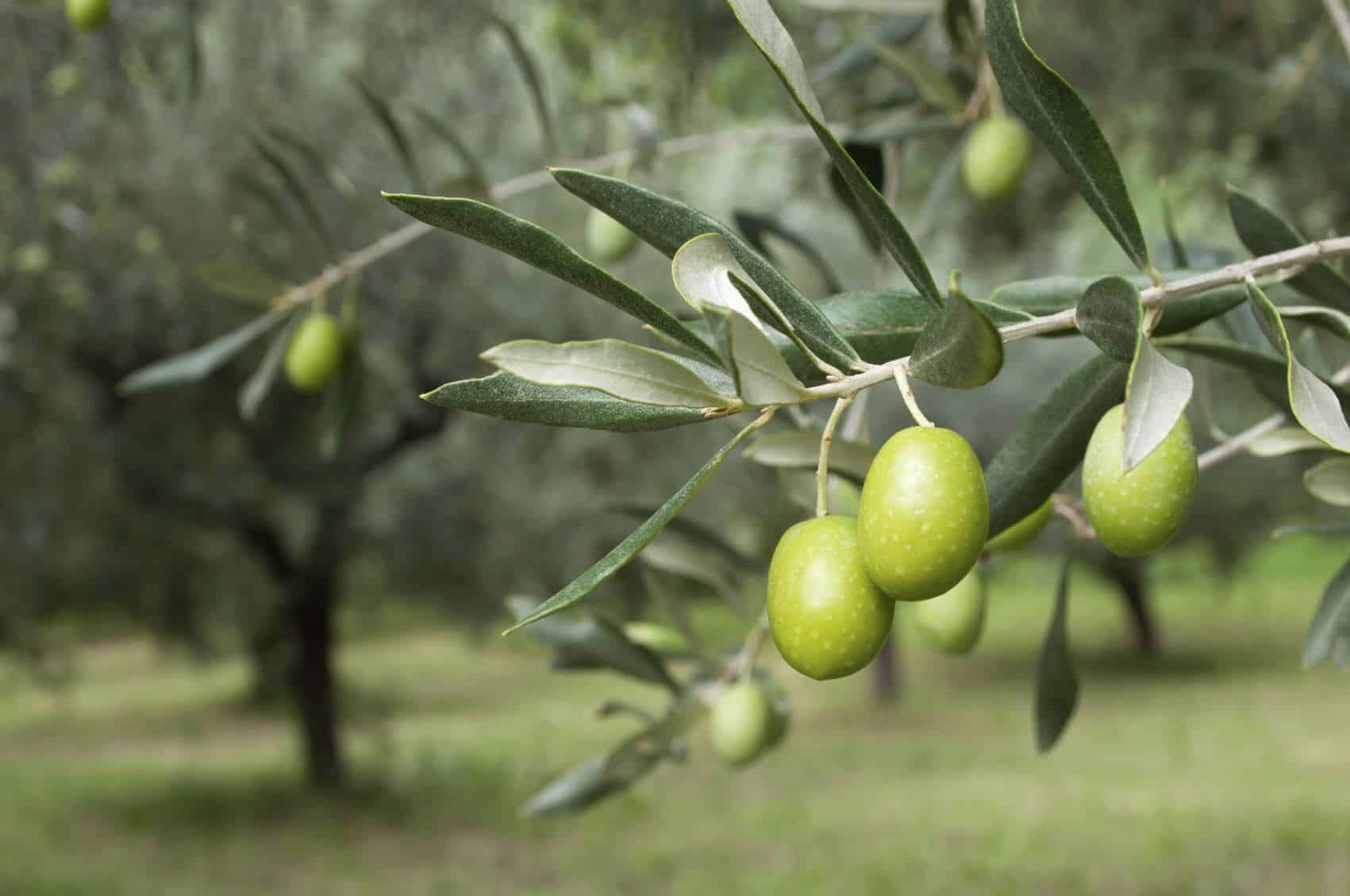 olive-tree-9.jpg