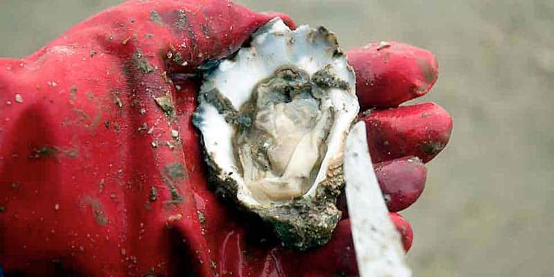 Controversy erupts over plan to set up 10-hectare oyster farm in Ria Formosa