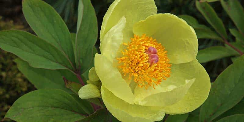 Paeonia mlokosewitschii