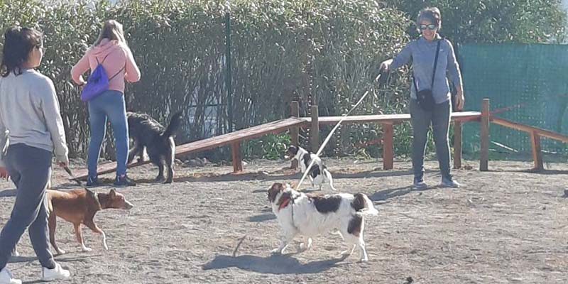 New dog park opens in Faro|New dog park opens in Faro