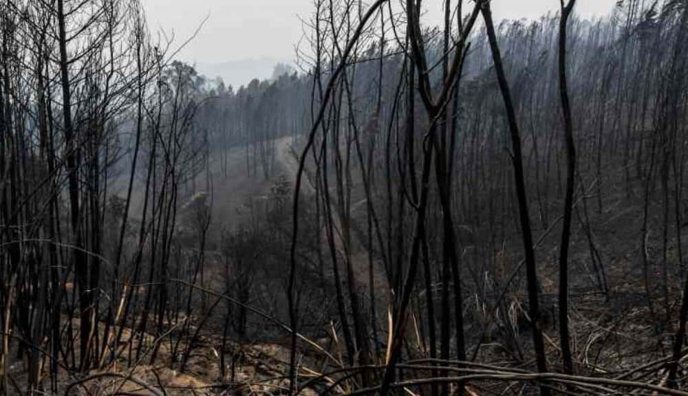 pedrogao-grande-incendio.jpeg