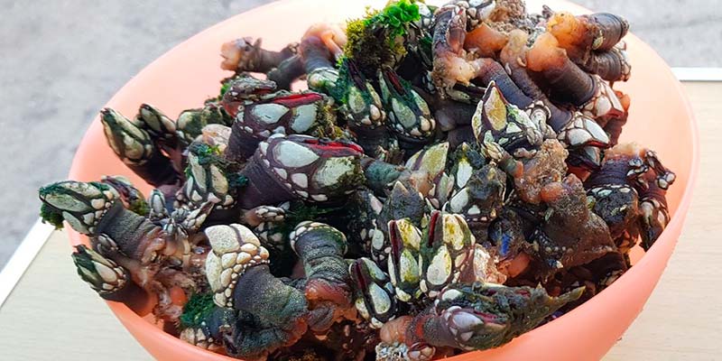 Goose barnacles to take centre stage in Vila do Bispo|Goose barnacles poster