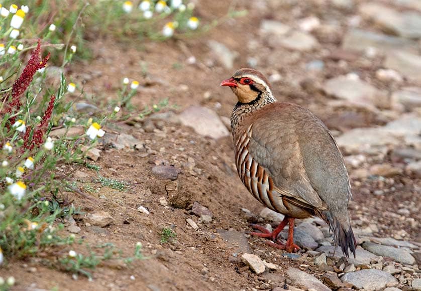 Martim Longo to host 13th Partridge Fair