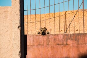 Man accused of three animal cruelty crimes in Loulé