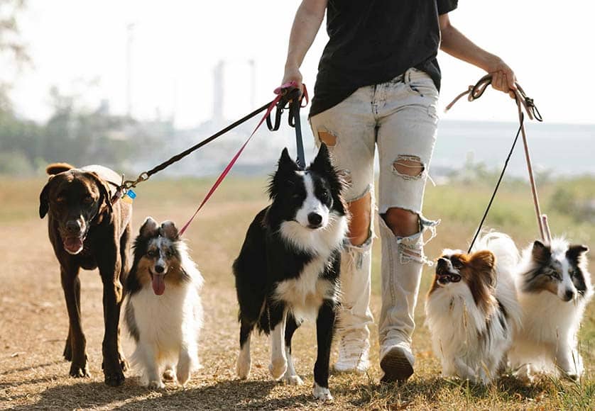 person walking dogs