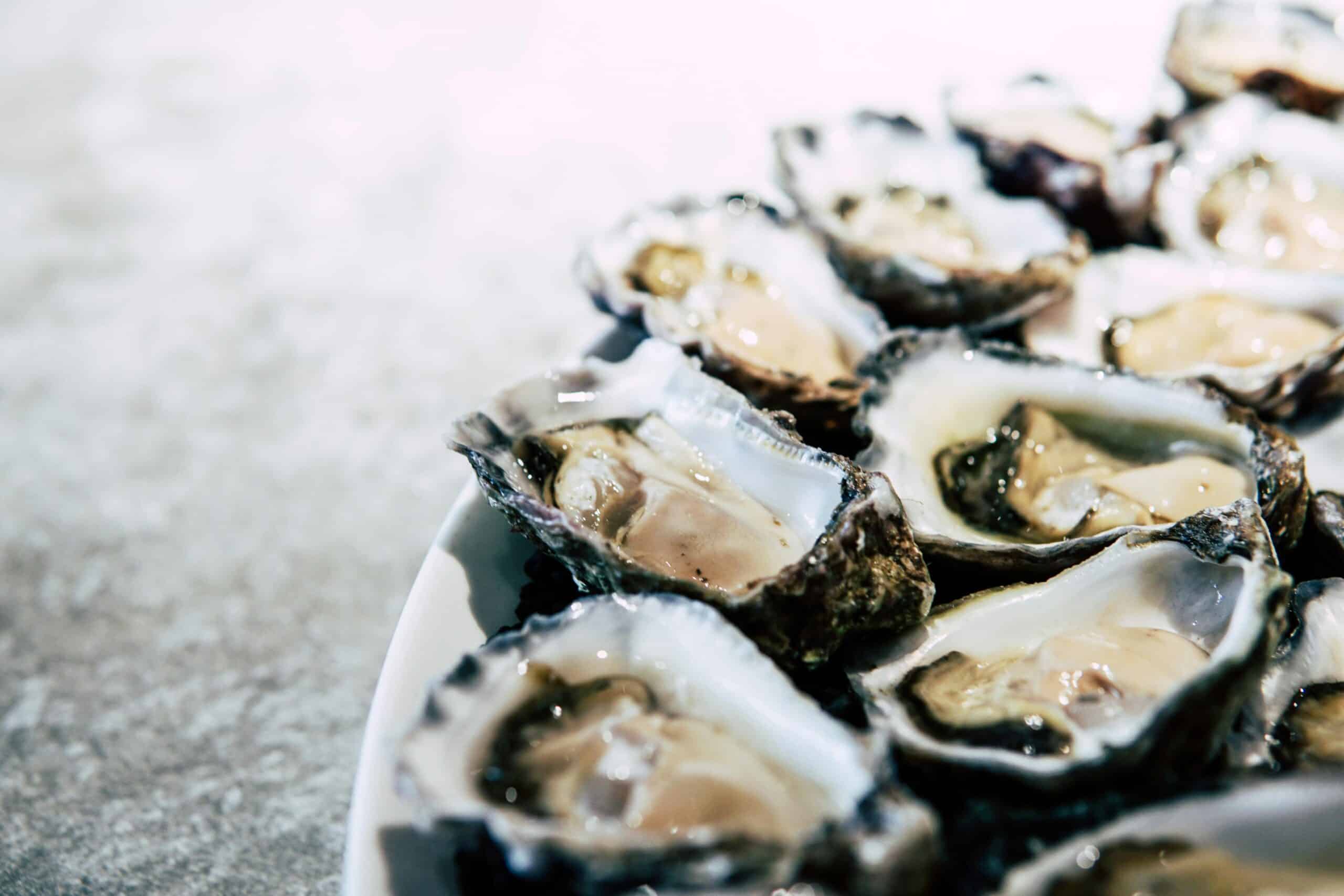 Oysters