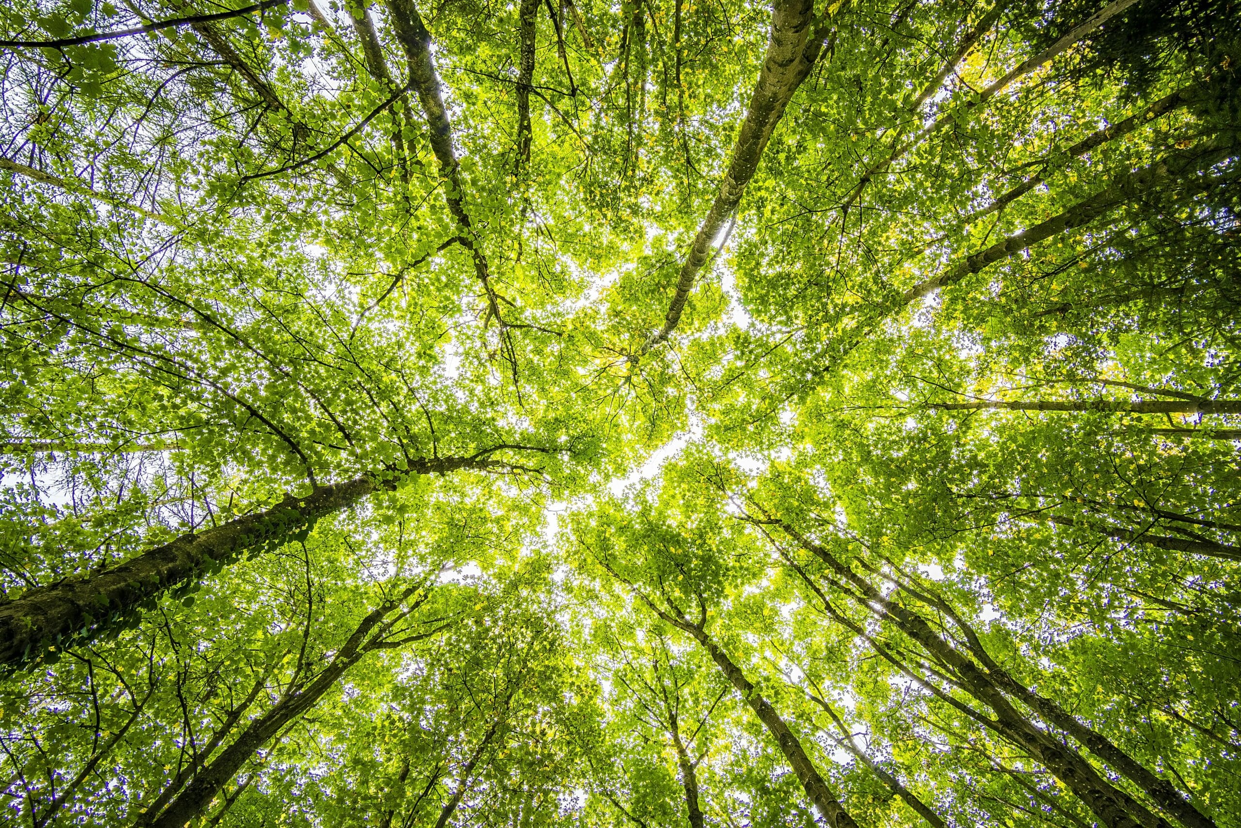 Number of forest crimes drops significantly in first half of 2024