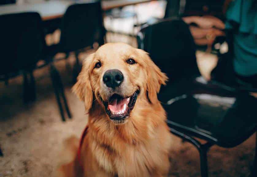 Happy dog