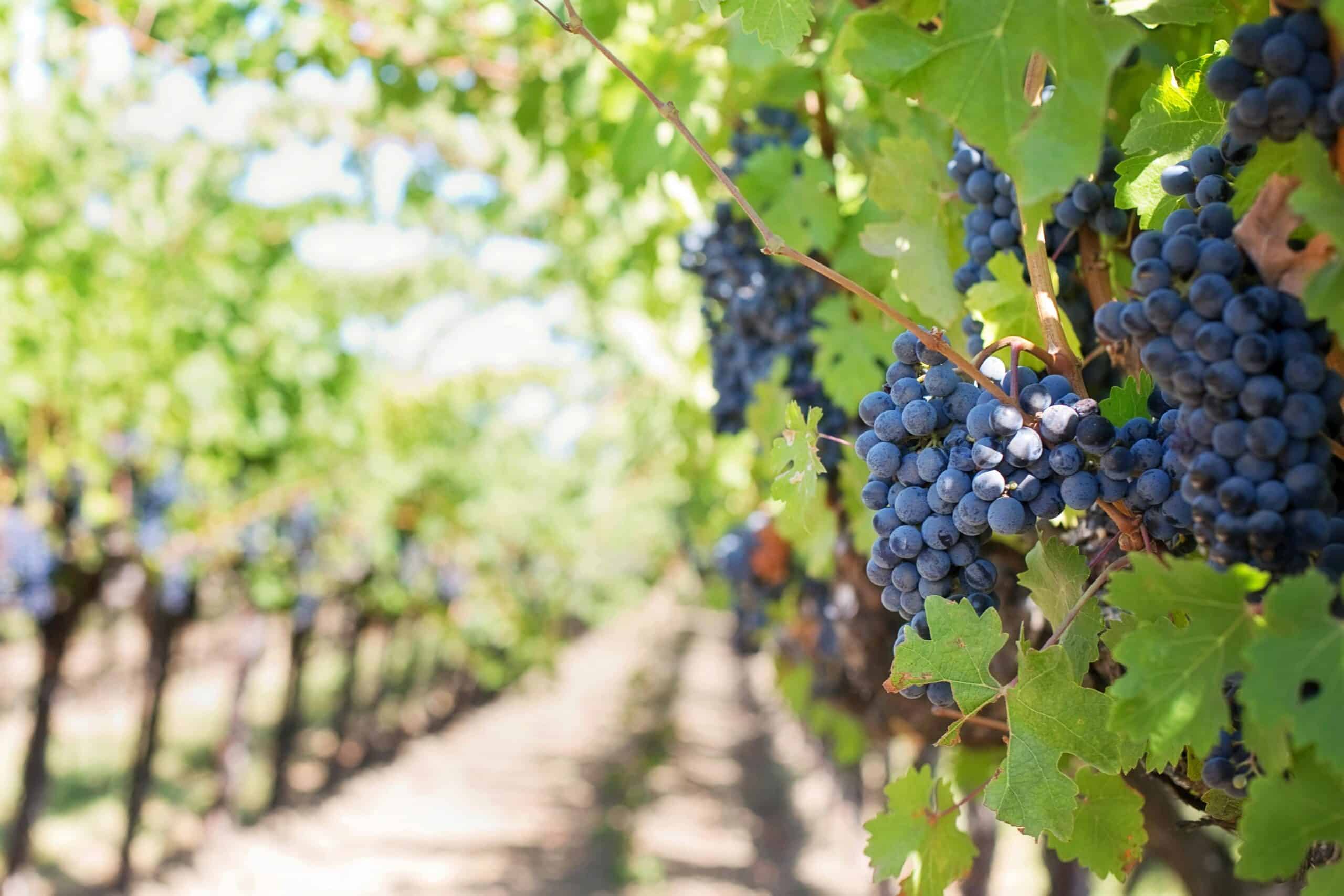 Lagoa Wine Tourism Forum returns in November|Lagoa Wine Tourism Forum returns in November