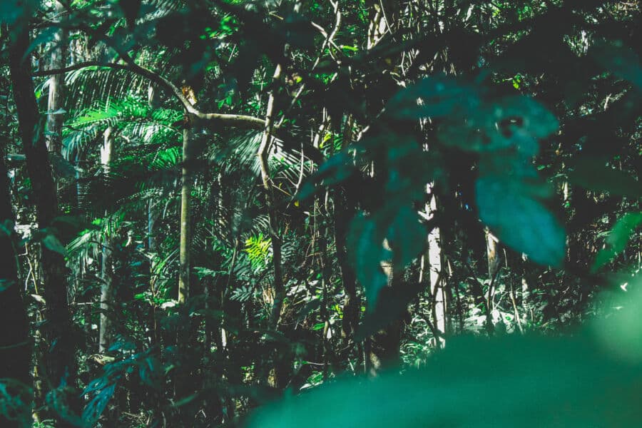Brazil to help with climate crisis