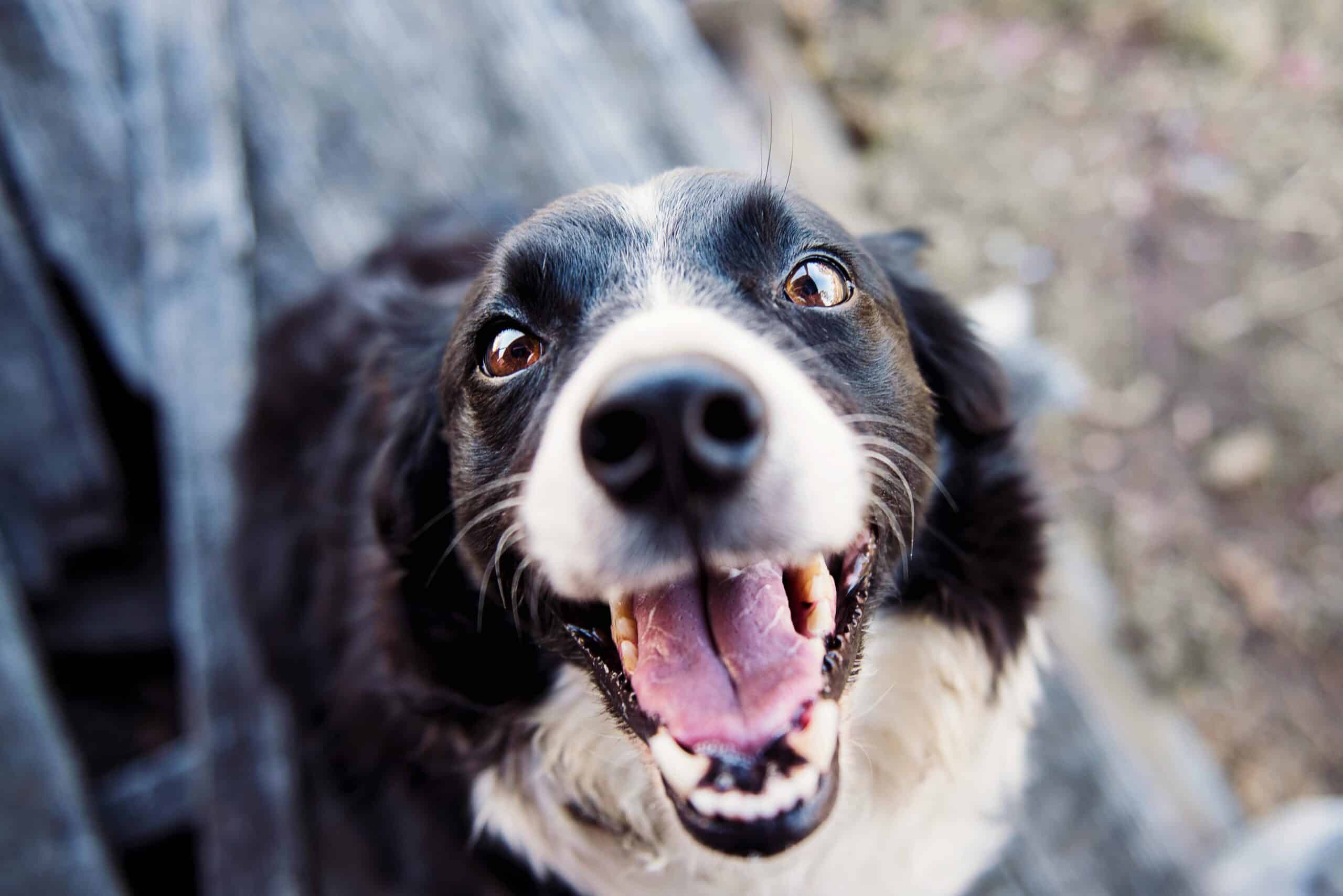 Albufeira invites community to opening of new dog park