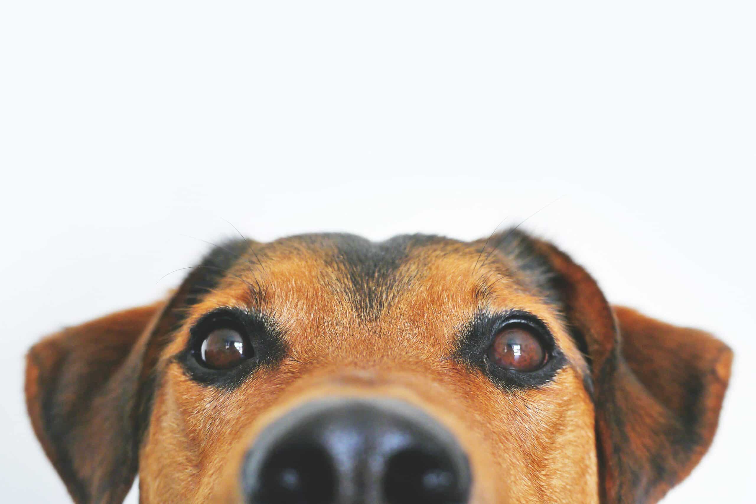 Animal lovers demand funding for sterilisation in 2025 State Budget