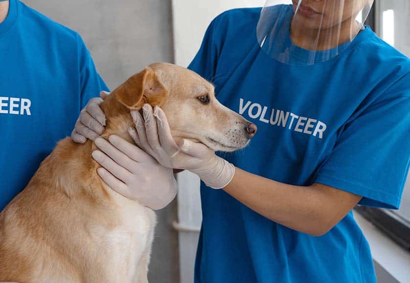 Vet bills are costly, so any donations are greatly appreciated|Christmas goodies