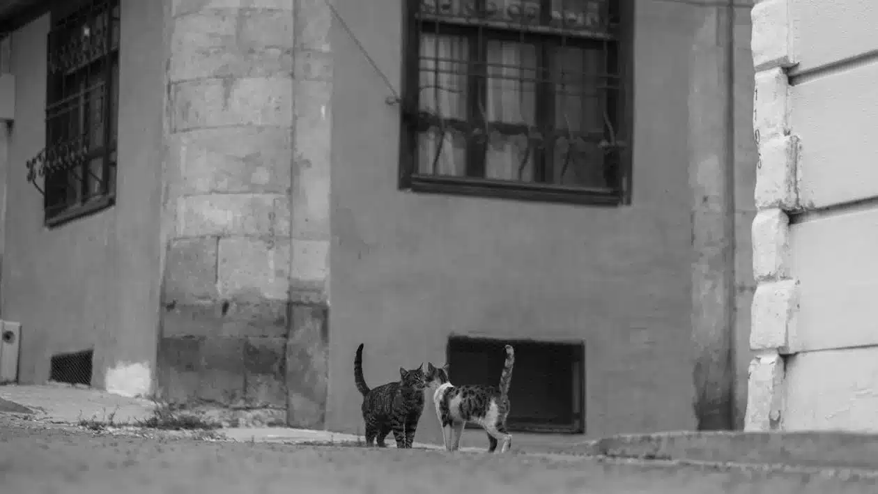 Portugal has roughly a million free-roaming animals - mostly cats