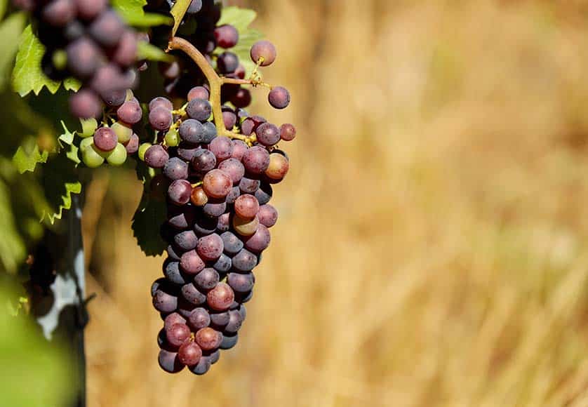 Algarve wine production to drop 20% in 2022