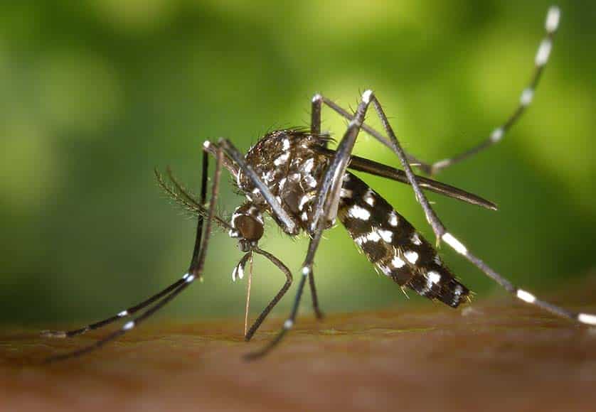 Dengue and zika-transmitting mosquito