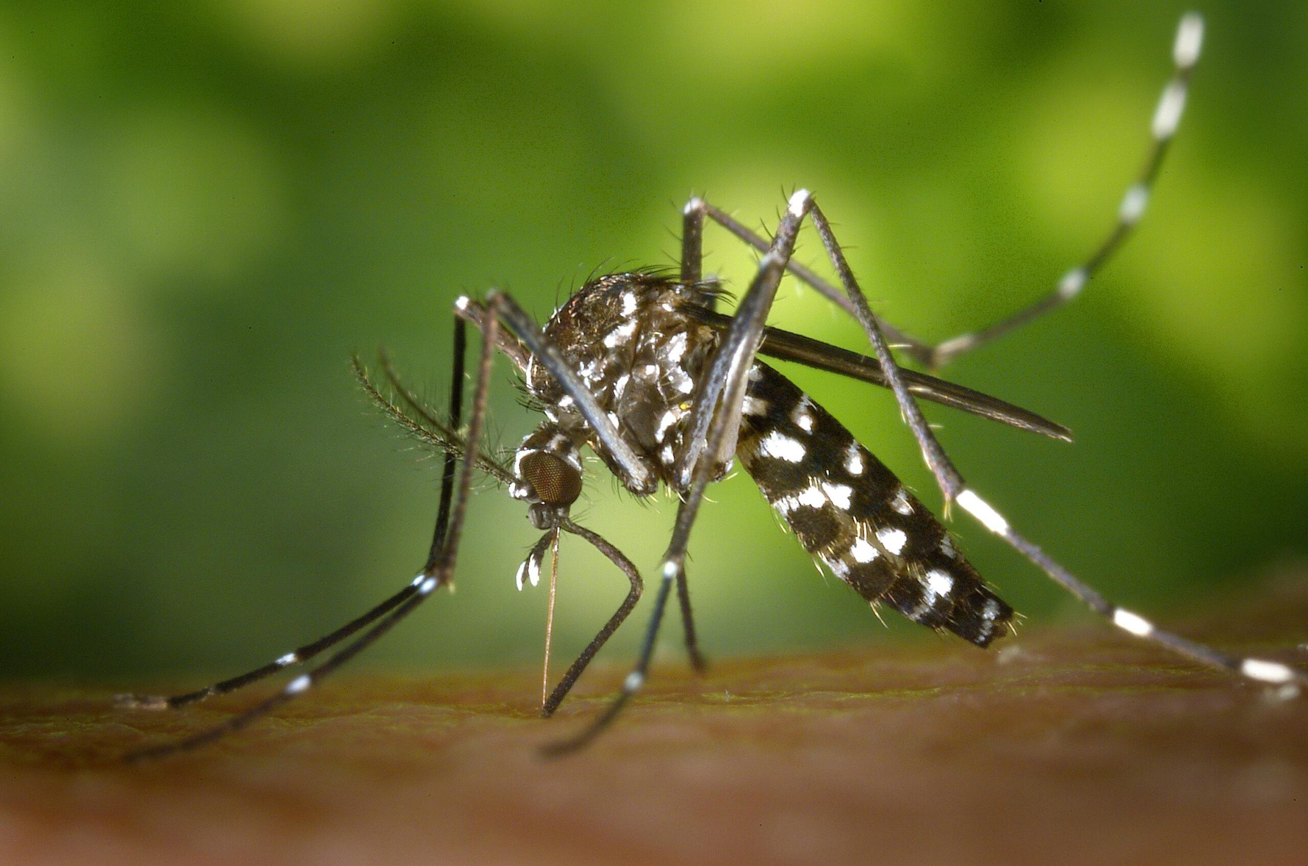 Disease-transmitting mosquitoes on the rise in Algarve and Lisbon