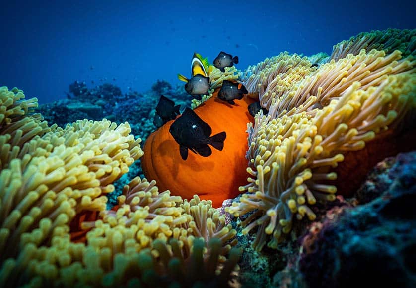 Big biodiversity breakthroughs