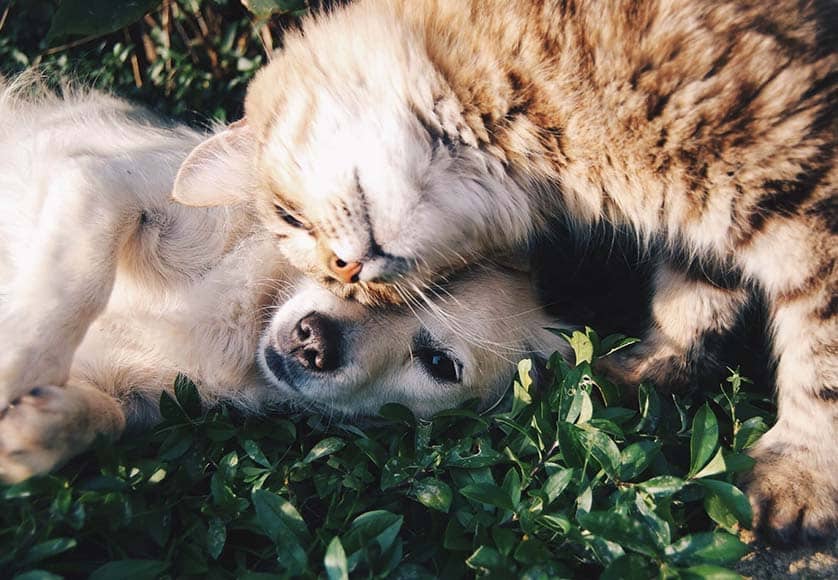 cat and dog cuddling|Woofland by Iron Dog showcases EMMETT technique for animals