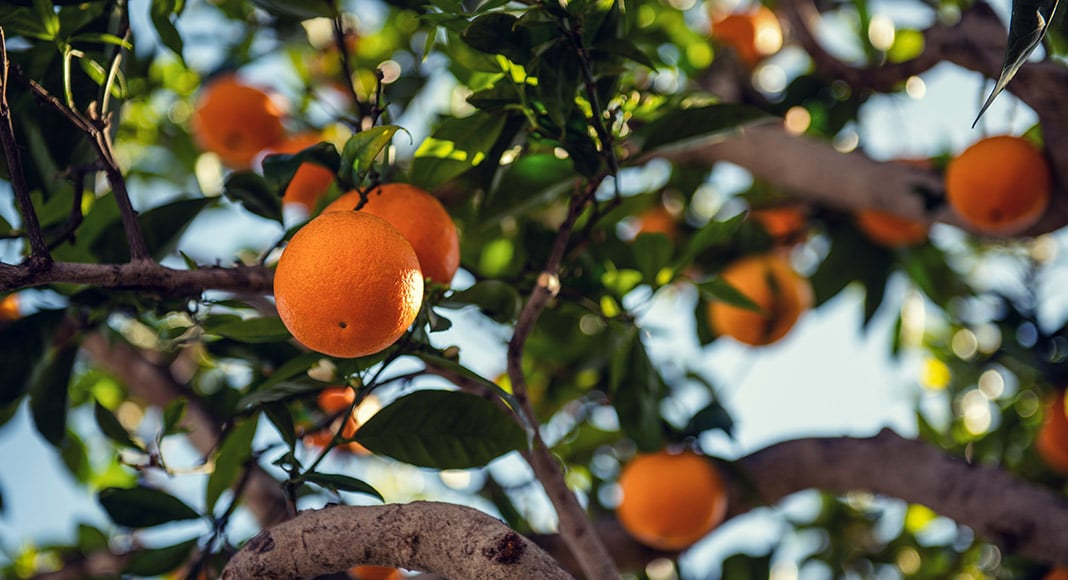 Algarve orange producers ration water|Silves Capital of the Orange