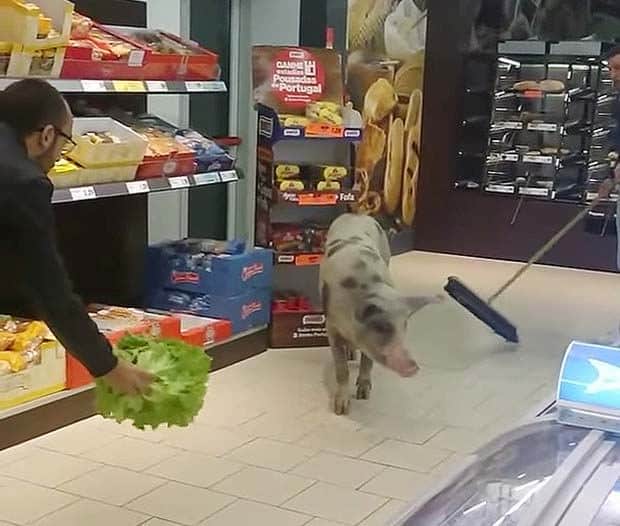 pig-at-lidl.jpg