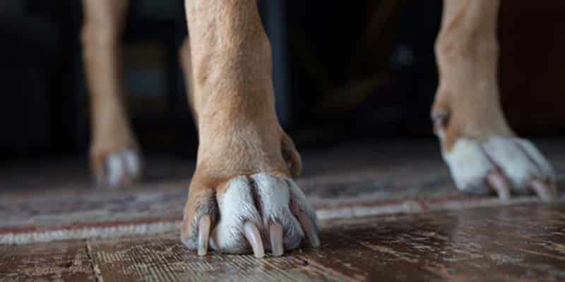 Family and Minors court judge calls dog to the stand…