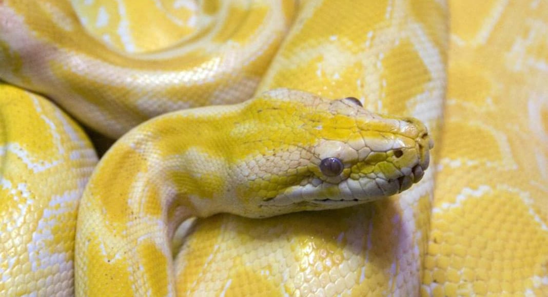 Massive python captured in popular hiking spot in Loulé