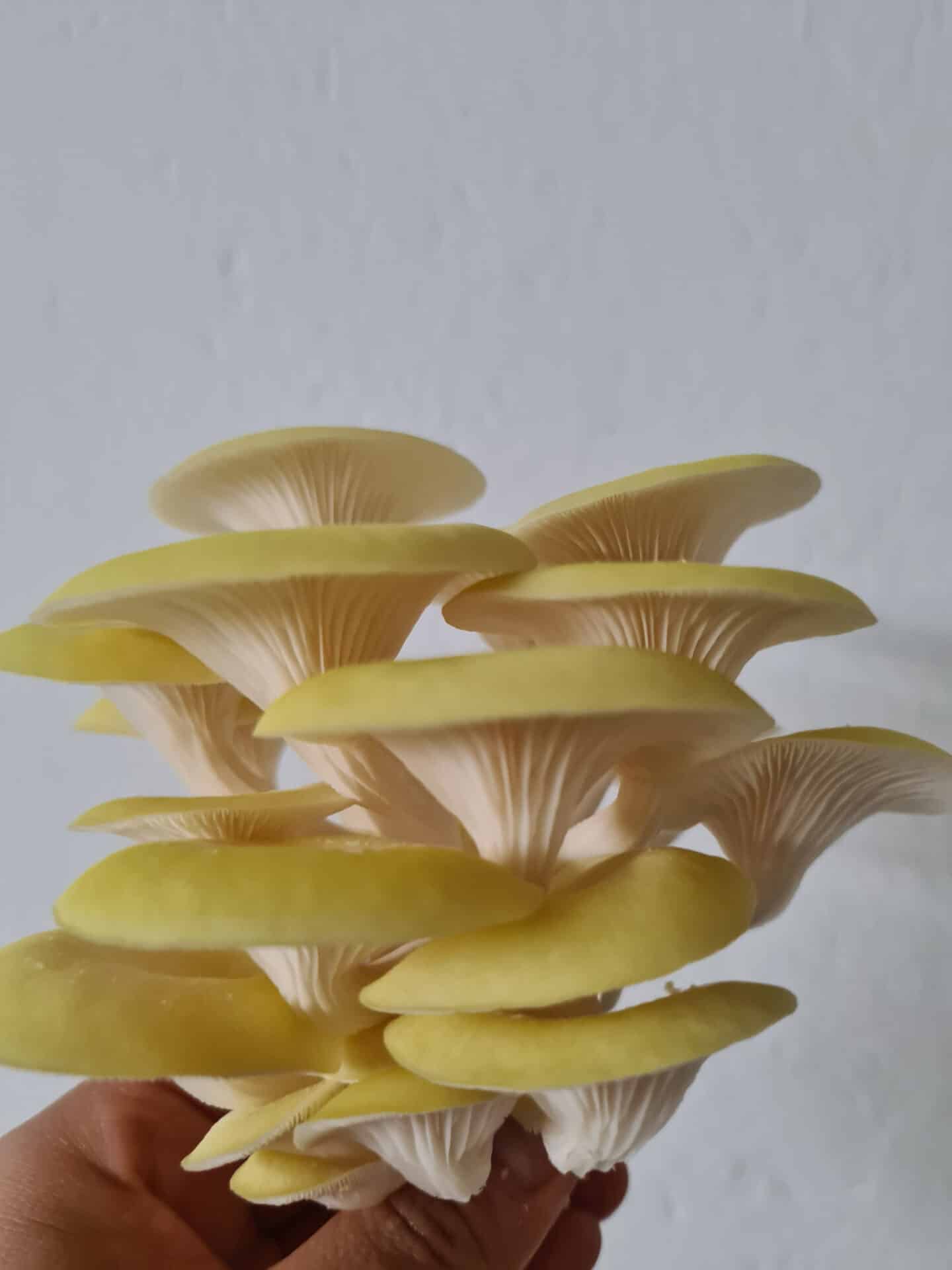 Pleorotus citrinopilateus - Yellow oyster