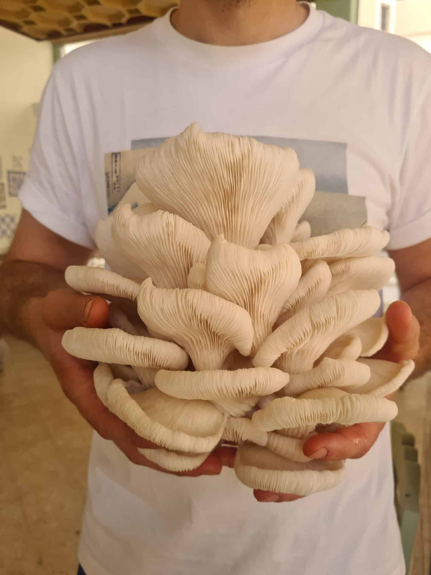 Pleorotus pulmonarius - Phoenix oyster