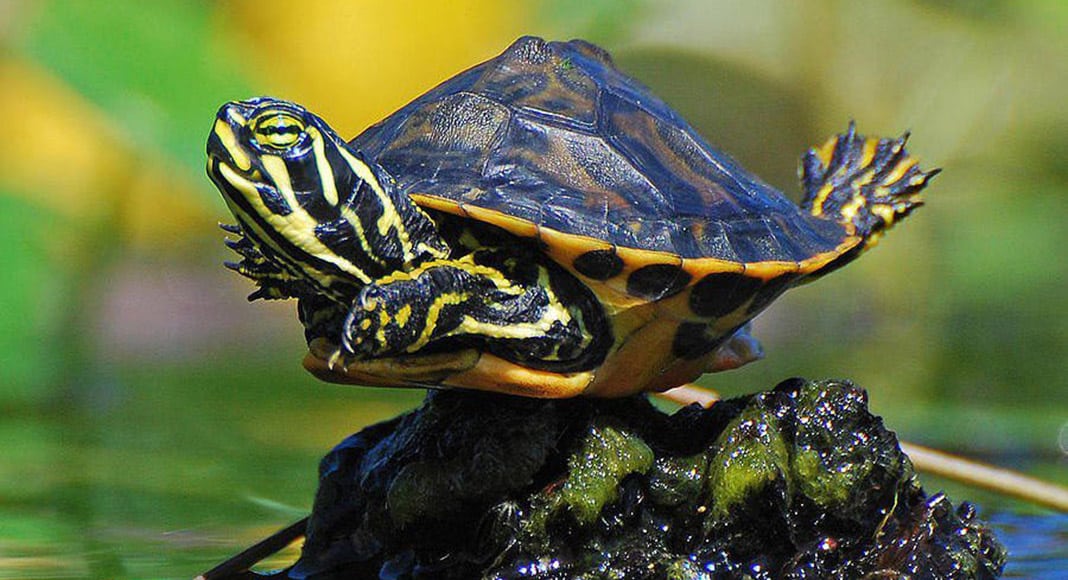 Fishy business – choosing a pet