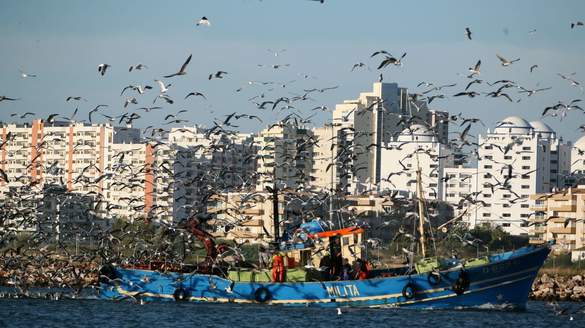 portimao_gaivotas.jpg
