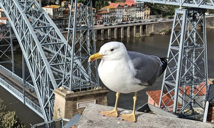 seagull|seagulls
