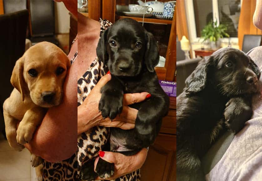 APAA, find homes for abandoned dogs and cats.