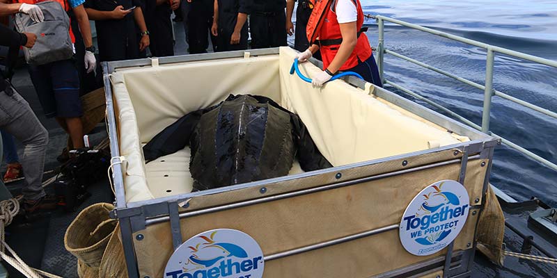 Rescued turtle returns to the sea after 49 days