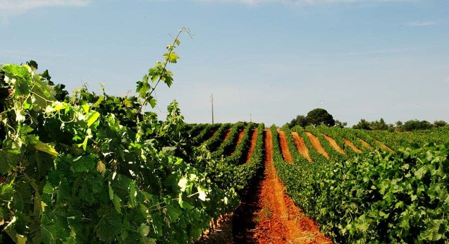 Algarve wine producers triple in 10 years