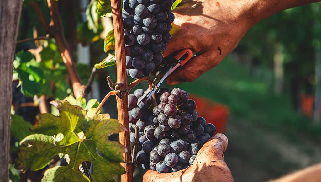 quinta-dos-vales-winemaking-algarve|algarve-winemaking-quinta-dos-vales|grapes-vineyards-quinta-dos-vales-wine-estate-algarve|quinta-dos-vales-winemaking-algarve-wine-cellar|vineyards-quinta-dos-vales-wine-estate-algarve