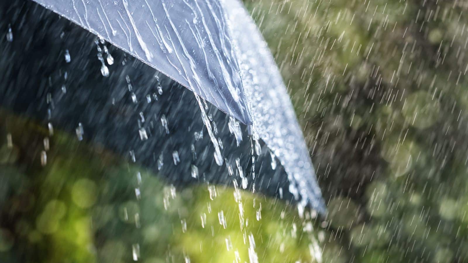 rain-umbrella.jpg